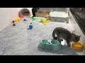 YOU LAUGH YOU LOSE😽Best Funny Animals Video 2024😸🐶Part 17
