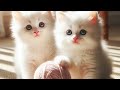 cute cats video || beautiful cute cats