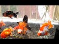 Wonderful Goldfish Community Tank - Morning Update 6/14/24