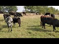 cows eating just after move