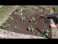 How To Plant Strawberry Plants In Raised Beds! Transplanting Fertilizing & Mulching! Berry Garden!