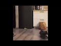 Real Life cat breakdancing
