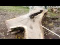 Jeff Brought Another Monster Walnut Log from Ohio | Sawmill