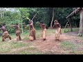 Vanuatu dance