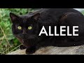 4 Fun & Unique Facts About Black Cats!