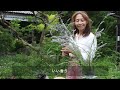 Peaceful life in the Japanese countryside with my husband and gardening