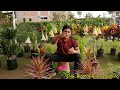 video de jardineria presentación