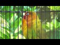Lovebird Sounds (3 Hours) - Yellow Pastel & Green Pied