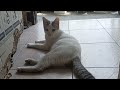 COCO & THE HIDING CAT- Vlog# 159 #cat #catlover