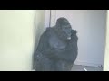 Son's behavior changes/ does not want to play with Shabani and attacks his mother.