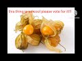 VOTE FOR PHYSALIS!!!!