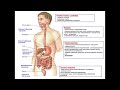 Анатомия и физиология - Лекция 62 - Введение в пищеварительную систему, ротовая полость, язык