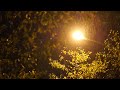 Sony Gmaster FE 85mm f1.4 GM (팔오금) - Movie AF