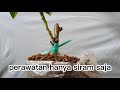 cara okulasi bunga mawar_vlog 11