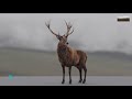 Stags & Stripes, Creating Photoreal Characters | Framestore | FMX 2021 HIVE