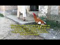 Chicken Breeding Process / Chicken Breeding Tips / Hen and Rooster / Aseel murga murgi