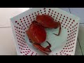 MUD CRABS 