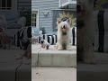 Babu and his daughters hanging out on the patio.