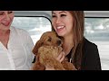 Dr. Audrey Gives Adorable Groodle Puppy it's First Health Check | Bondi Vet