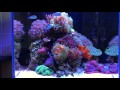Aqua One Mini Reef 90  – Part 3