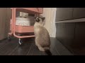 Siamese Cats & IKEA Wagon Today's Siamese Cats 19