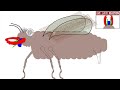 E(n)tymology 2: Every Type of Insect Explained in 20 minutes
