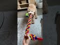 Labradoodle 8 weeks to 1 year | Tuna The Labradoodle