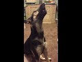 My opera singing German Shepherd (or trying to) Ave Maria (Schubert) haha.