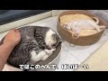 生まれて初めての雷にびっくりしちゃった子猫がこうなっちゃいました…