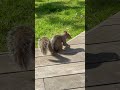 Squirrel Leisurely Eats Peanuts in Backyard - 1501693