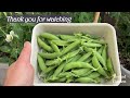 How to Grow Peas in Containers | An Easy Planting Guide