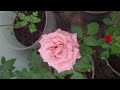 மாடித்தோட்டத்தின் அழகி |#rosegarden #flowers #youtubeshorts #gardening #shortsfeed #leo #viral
