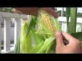 Growing Corn in Containers , From Seed to Harvest