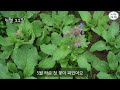 스트레스 해소와 우울증 개선에 좋고 쓰임새 다양한 허브 길러보세요