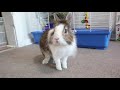 HOW TO litter train your rabbit in one week | Bunny Potty Training