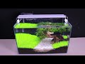 How To Grow Aquatic Plants in Aquarium  Amazing Diy Aquascape For Betta Fish No Co2 Have Filter #119