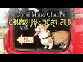 犬連れ旅in奄美大島②笠利町主要スポット巡り　Trip to AMAMI-Island, Kagoshima with corgi【コーギー犬モナ083】