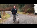 Teach your dog to walk at your side