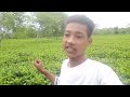doomni tea garden 😱😱😱|| Assam baksa