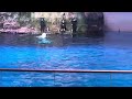 Shedd Aqarium Show in Chicago 7/25/24