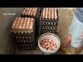 Collecting Chicken Eggs - Process of Raising Chickens for Eggs - Poultry Farming