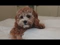 Puppy Growing 8 Weeks to 1 Year | Cavapoo