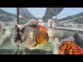 Lili  Goldfishfarm _  all goldfish  get a personal control before export in a tank