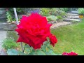A red rose in Ravenshead, July 24