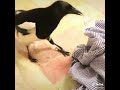 How bad can petting Corvids be?
