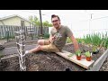 This Transplanting Method for Onions Is a GAME CHANGER