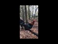 Chicken Flying/Jungle Fowl Flying #rooster #chicken