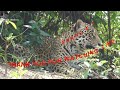 Jaguár blízke stretnutie Jaguar close encounter