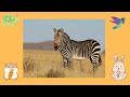 GUESS THE NAME ANIMALS || Wild Animal Quiz For Kids || Animals Name and Sound