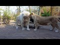 Life at the zoo | Lion cub annoys his dad. Cubs are taught a lesson